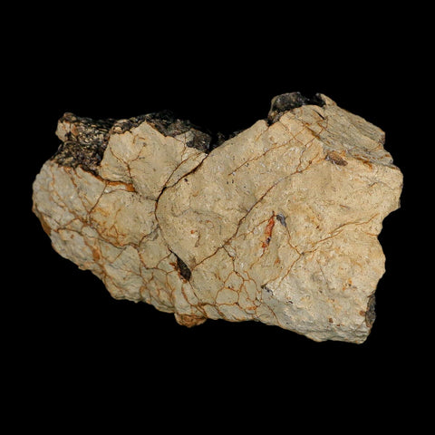 2.8" Tyrannosaurus Rex Fossil Bone Dinosaur Lance Creek Formation Wyoming COA