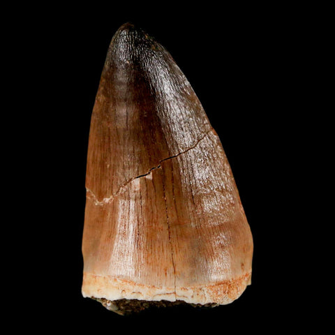 1.8" Mosasaur Prognathodon Fossil Tooth Cretaceous Dinosaur Era COA & Stand - Fossil Age Minerals