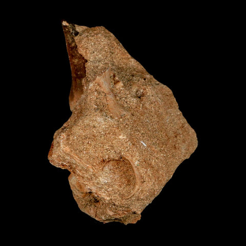 1.5" Mosasaur Prognathodon Fossil Tooth In Matrix Cretaceous Dinosaur Era COA - Fossil Age Minerals