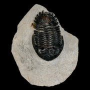 2.6" Metacanthina Issoumourensis Trilobite Fossil Devonian Age 400 Mil Yrs Old COA