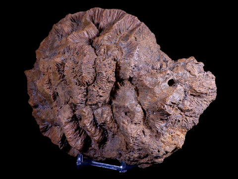 7" Coral Fossil Cretaceous Age Simsima Formation United Arab Emirates Stand - Fossil Age Minerals
