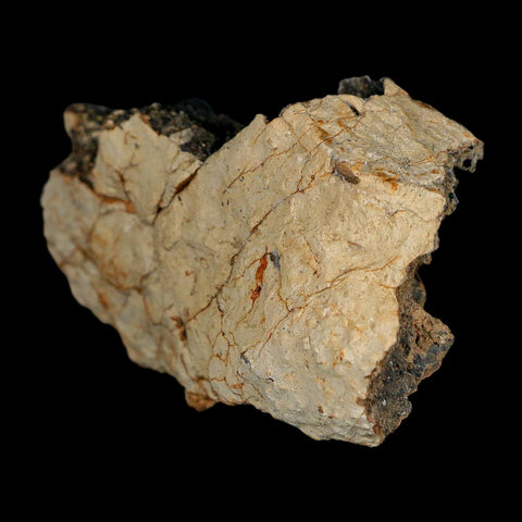 2.8" Tyrannosaurus Rex Fossil Bone Dinosaur Lance Creek Formation Wyoming COA