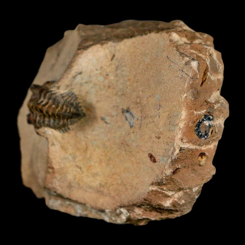 1" Minicryphaeus Minimus Trilobite Fossil Devonian Age Morocco Arthropod COA - Fossil Age Minerals