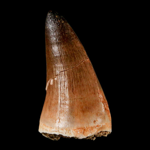1.8" Mosasaur Prognathodon Fossil Tooth Cretaceous Dinosaur Era COA & Stand - Fossil Age Minerals