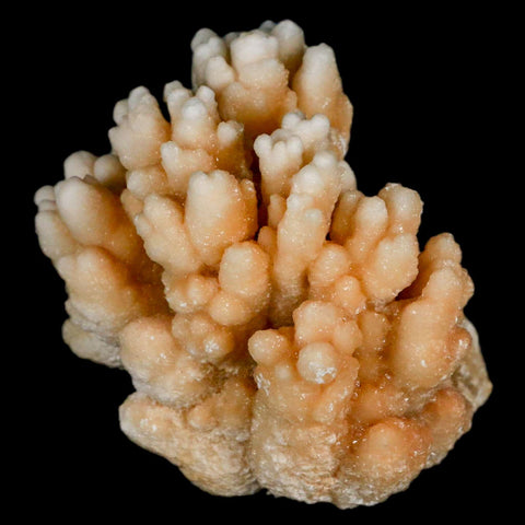 3.2" Botryoidal Aragonite Cave Calcite Crystal Cluster Mineral Specimen Morocco - Fossil Age Minerals