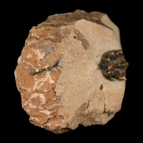 1" Minicryphaeus Minimus Trilobite Fossil Devonian Age Morocco Arthropod COA - Fossil Age Minerals