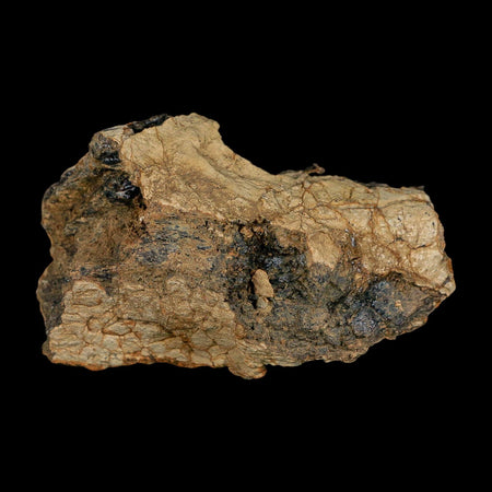 2.8" Tyrannosaurus Rex Fossil Bone Dinosaur Lance Creek Formation Wyoming COA