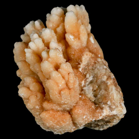 3.2" Botryoidal Aragonite Cave Calcite Crystal Cluster Mineral Specimen Morocco - Fossil Age Minerals