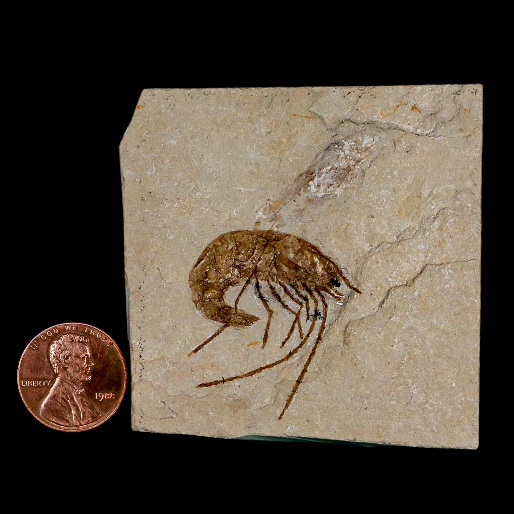 1.2" Fossil Shrimp Carpopenaeus Cretaceous Age 100 Mil Yrs Old Lebanon COA - Fossil Age Minerals