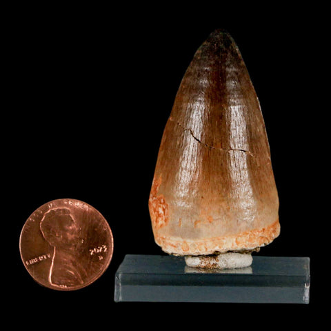 1.8" Mosasaur Prognathodon Fossil Tooth Cretaceous Dinosaur Era COA & Stand - Fossil Age Minerals