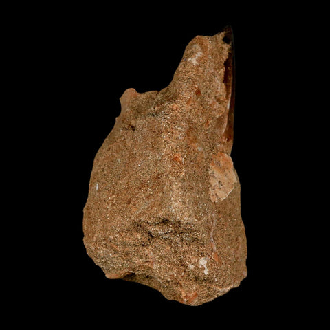 1.5" Mosasaur Prognathodon Fossil Tooth In Matrix Cretaceous Dinosaur Era COA - Fossil Age Minerals