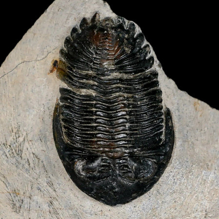2.6" Metacanthina Issoumourensis Trilobite Fossil Devonian Age 400 Mil Yrs Old COA