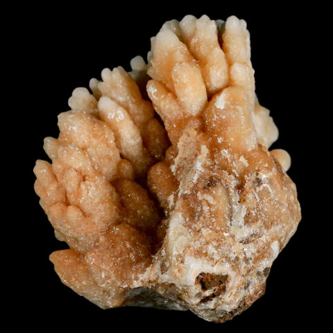 3.2" Botryoidal Aragonite Cave Calcite Crystal Cluster Mineral Specimen Morocco - Fossil Age Minerals