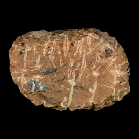 1" Minicryphaeus Minimus Trilobite Fossil Devonian Age Morocco Arthropod COA - Fossil Age Minerals