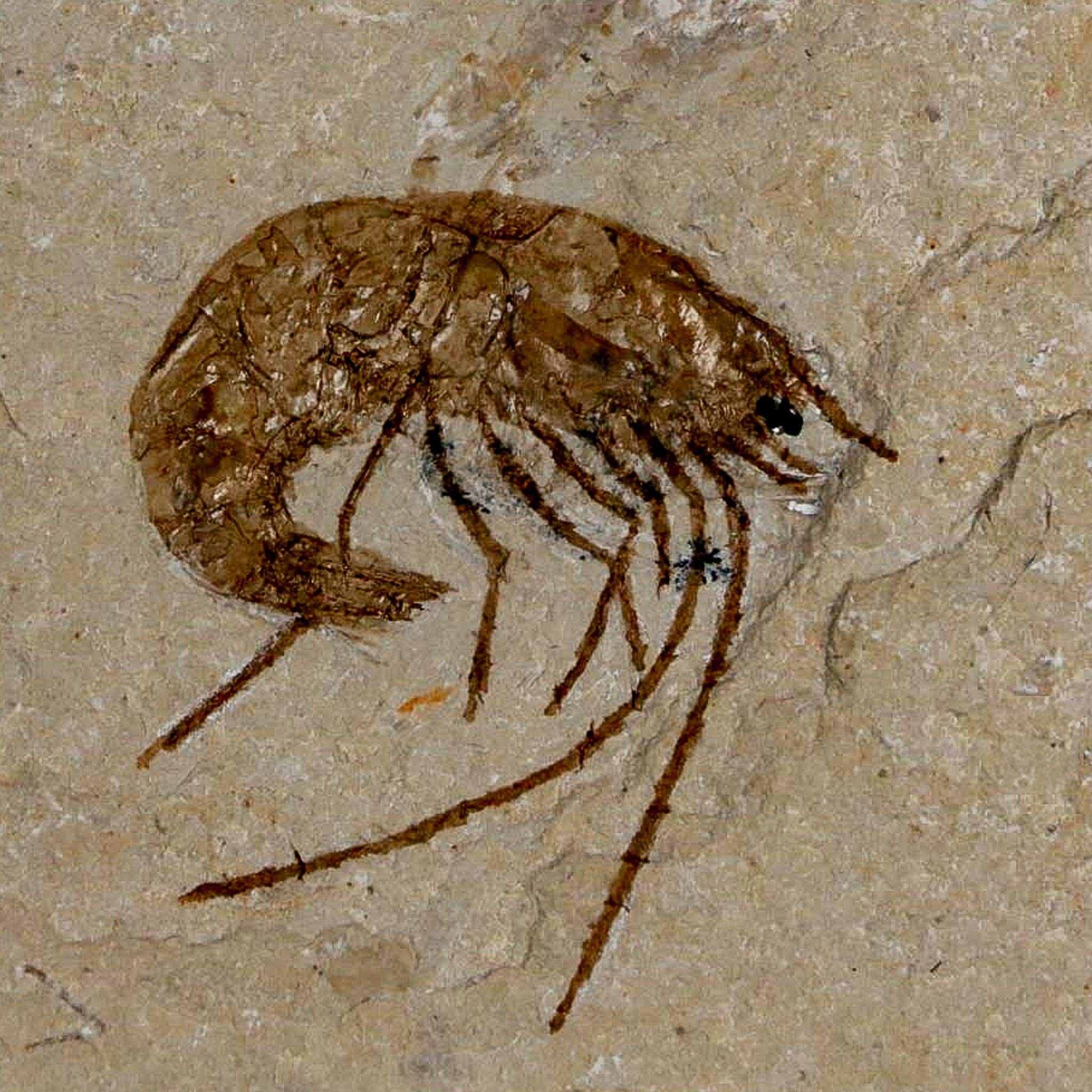 1.2" Fossil Shrimp Carpopenaeus Cretaceous Age 100 Mil Yrs Old Lebanon COA - Fossil Age Minerals