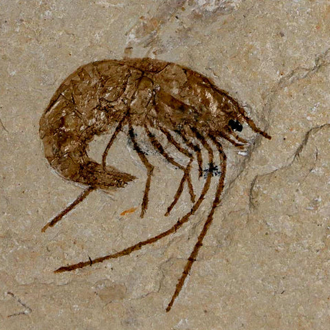 1.2" Fossil Shrimp Carpopenaeus Cretaceous Age 100 Mil Yrs Old Lebanon COA - Fossil Age Minerals