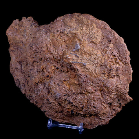 7" Coral Fossil Cretaceous Age Simsima Formation United Arab Emirates Stand - Fossil Age Minerals