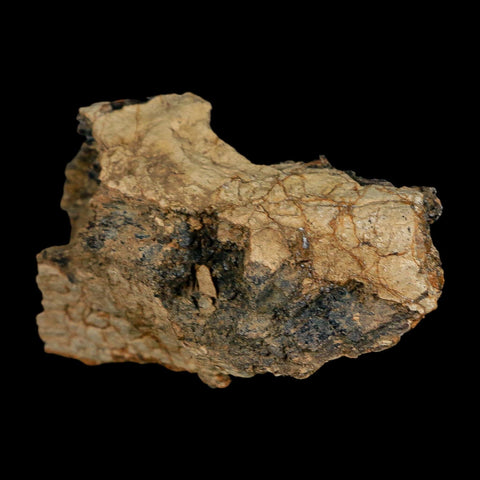 2.8" Tyrannosaurus Rex Fossil Bone Dinosaur Lance Creek Formation Wyoming COA