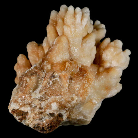 3.2" Botryoidal Aragonite Cave Calcite Crystal Cluster Mineral Specimen Morocco - Fossil Age Minerals