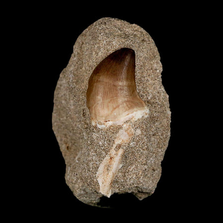 1.2" Mosasaur Prognathodon Fossil Tooth In Matrix Cretaceous Dinosaur Era COA