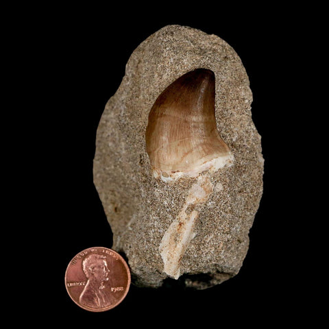 1.2" Mosasaur Prognathodon Fossil Tooth In Matrix Cretaceous Dinosaur Era COA - Fossil Age Minerals