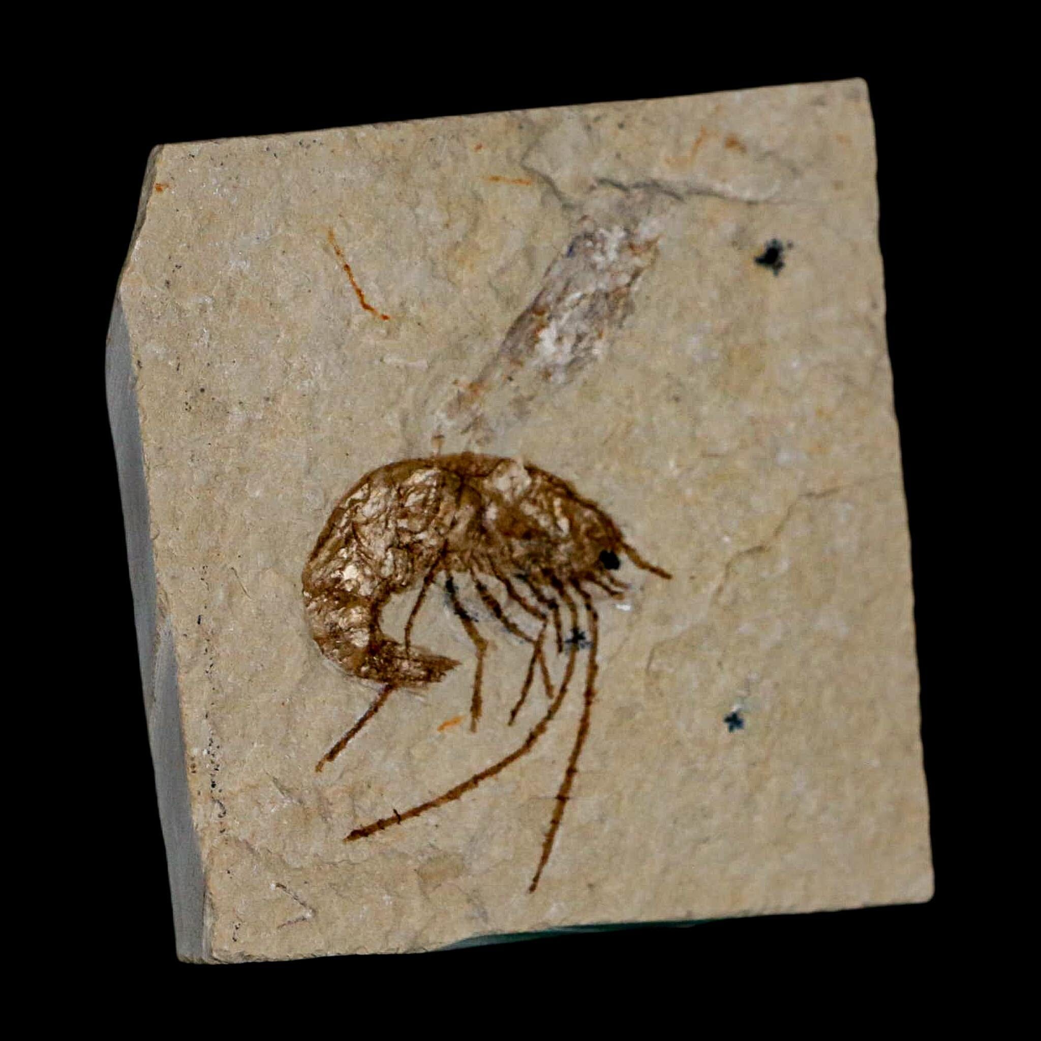 1.2" Fossil Shrimp Carpopenaeus Cretaceous Age 100 Mil Yrs Old Lebanon COA - Fossil Age Minerals