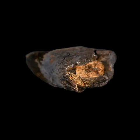 1.4" Nanotyrannus Tyrannosaurus Fossil Tooth Rooted Dinosaur Hell Creek MT COA - Fossil Age Minerals