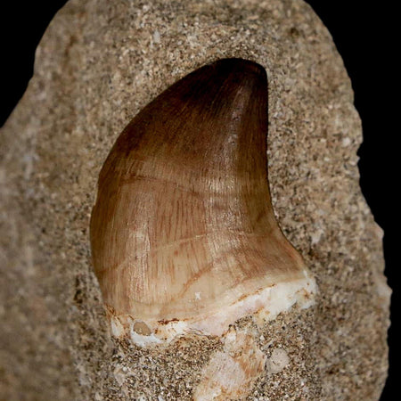 1.2" Mosasaur Prognathodon Fossil Tooth In Matrix Cretaceous Dinosaur Era COA