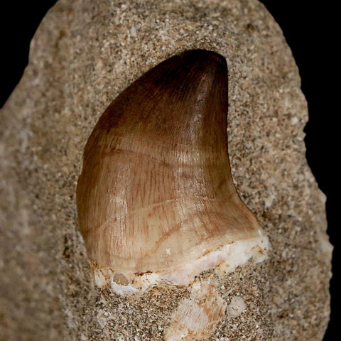 1.2" Mosasaur Prognathodon Fossil Tooth In Matrix Cretaceous Dinosaur Era COA - Fossil Age Minerals