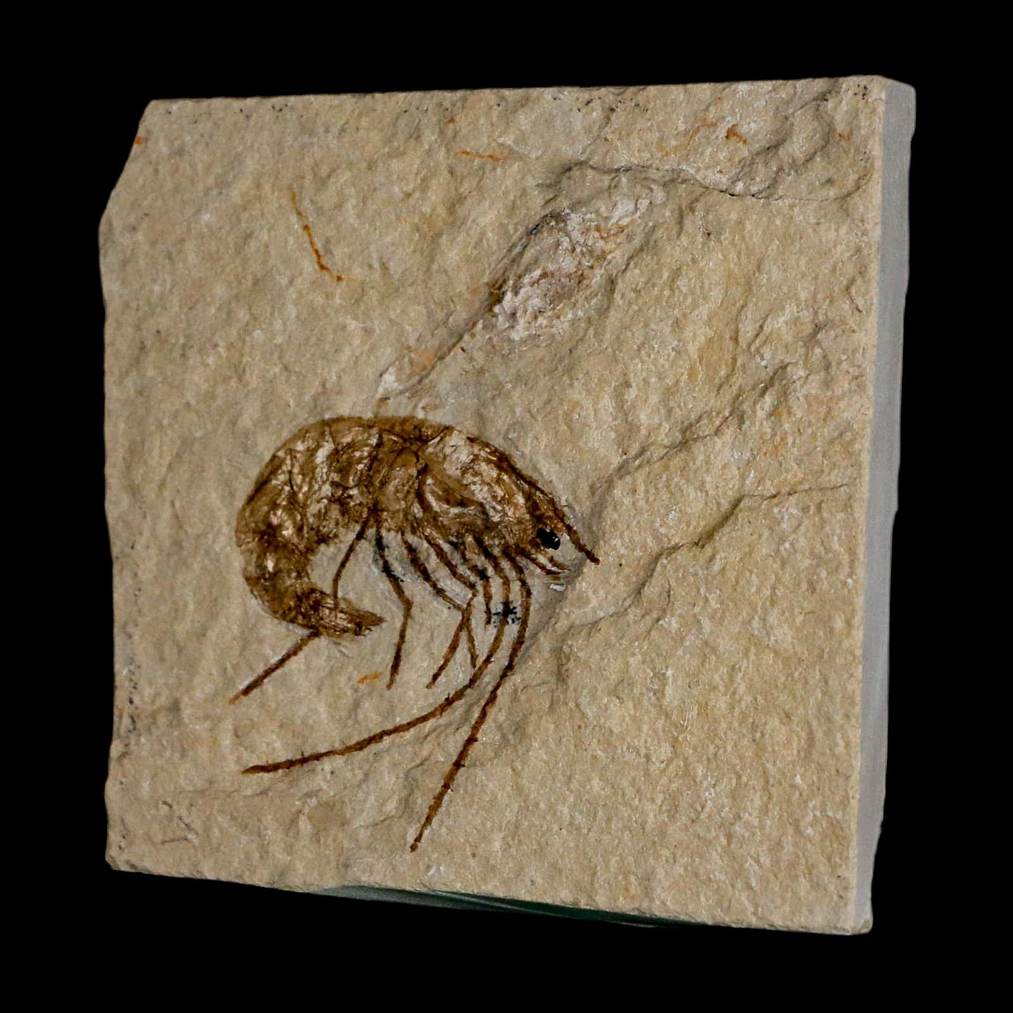 1.2" Fossil Shrimp Carpopenaeus Cretaceous Age 100 Mil Yrs Old Lebanon COA - Fossil Age Minerals