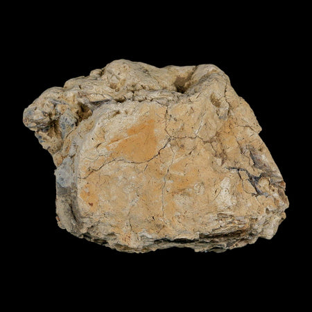 2.7" Tyrannosaurus Rex Fossil Bone Dinosaur Lance Creek Formation Wyoming COA