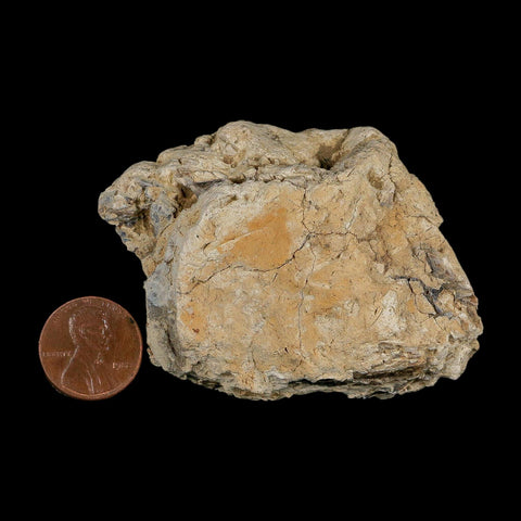2.7" Tyrannosaurus Rex Fossil Bone Dinosaur Lance Creek Formation Wyoming COA