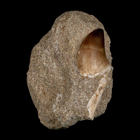 1.2" Mosasaur Prognathodon Fossil Tooth In Matrix Cretaceous Dinosaur Era COA - Fossil Age Minerals