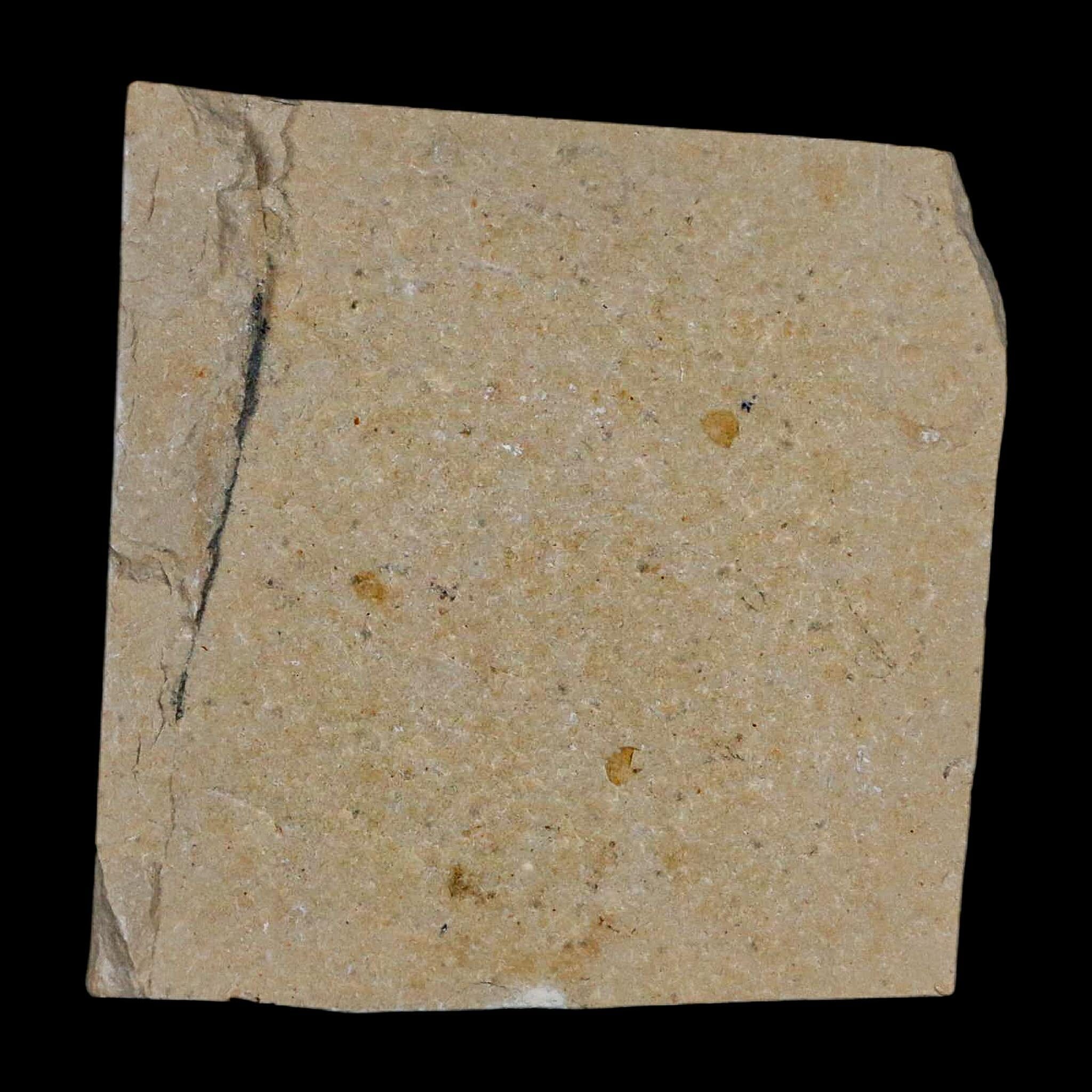 1.2" Fossil Shrimp Carpopenaeus Cretaceous Age 100 Mil Yrs Old Lebanon COA - Fossil Age Minerals
