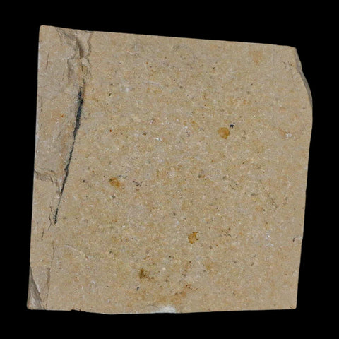 1.2" Fossil Shrimp Carpopenaeus Cretaceous Age 100 Mil Yrs Old Lebanon COA - Fossil Age Minerals
