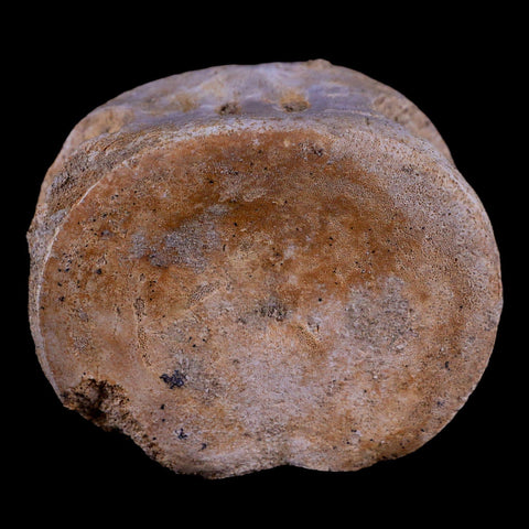 2.1" Plesiosaur Fossil Vertebrae Cretaceous Dinosaur Era Zarafasaura Elasmosaurus COA - Fossil Age Minerals