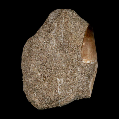 1.2" Mosasaur Prognathodon Fossil Tooth In Matrix Cretaceous Dinosaur Era COA - Fossil Age Minerals