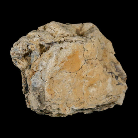2.7" Tyrannosaurus Rex Fossil Bone Dinosaur Lance Creek Formation Wyoming COA