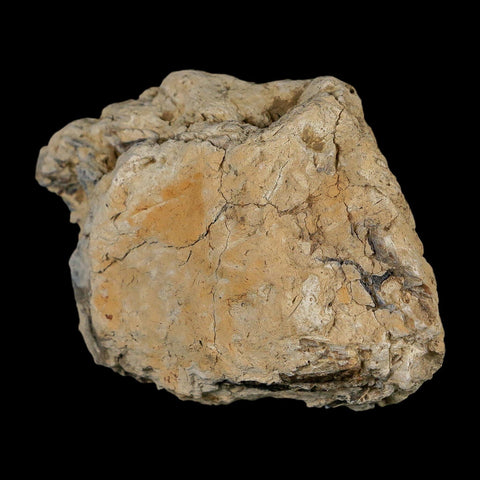 2.7" Tyrannosaurus Rex Fossil Bone Dinosaur Lance Creek Formation Wyoming COA