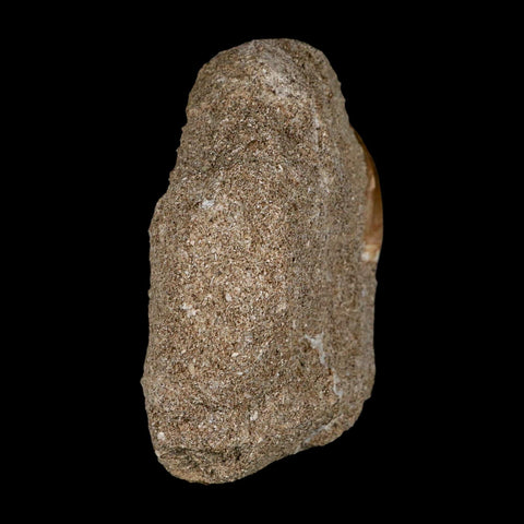 1.2" Mosasaur Prognathodon Fossil Tooth In Matrix Cretaceous Dinosaur Era COA - Fossil Age Minerals