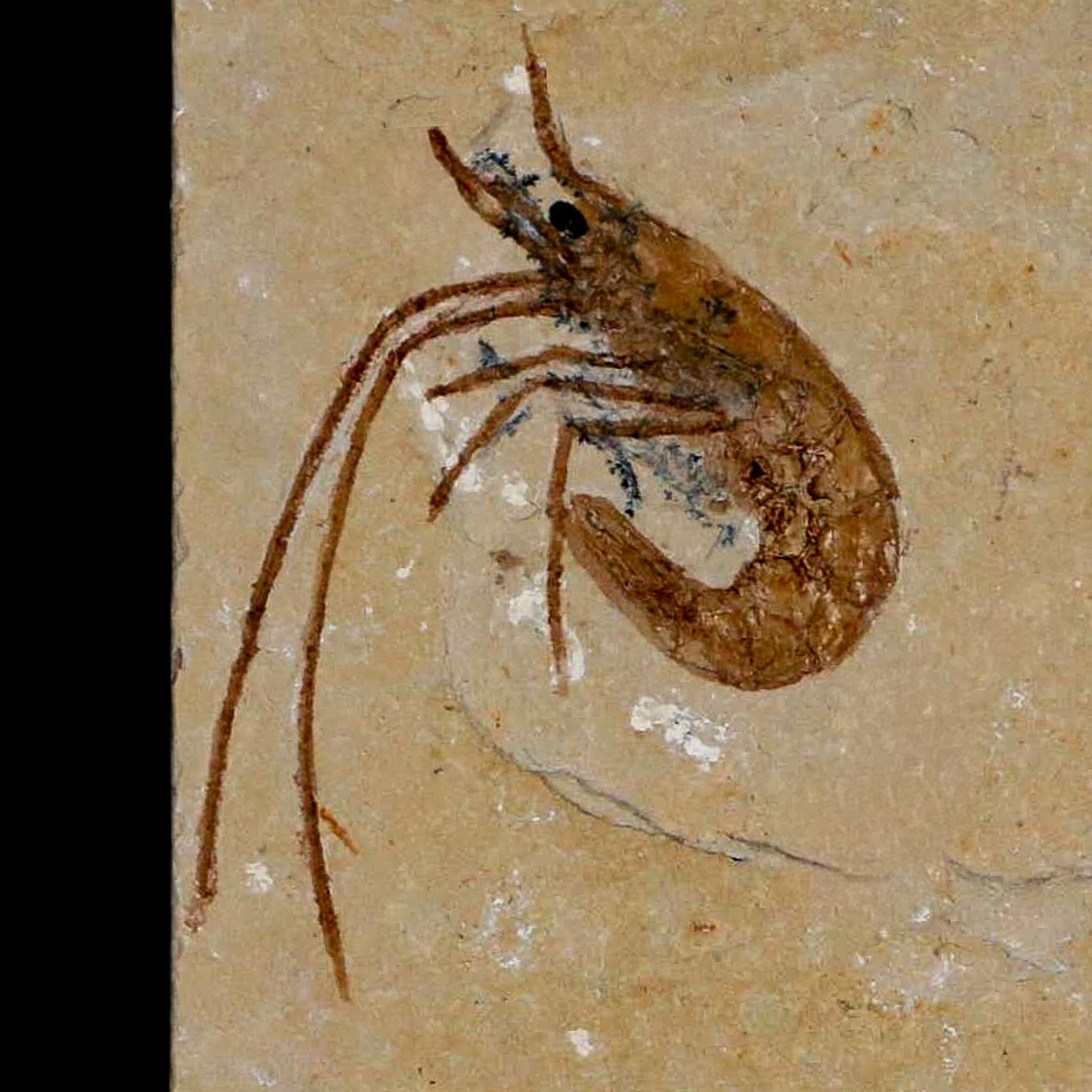 1.5" Fossil Shrimp Carpopenaeus Cretaceous Age 100 Mil Yrs Old Lebanon COA - Fossil Age Minerals