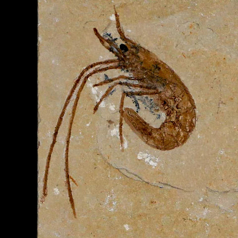 1.5" Fossil Shrimp Carpopenaeus Cretaceous Age 100 Mil Yrs Old Lebanon COA - Fossil Age Minerals