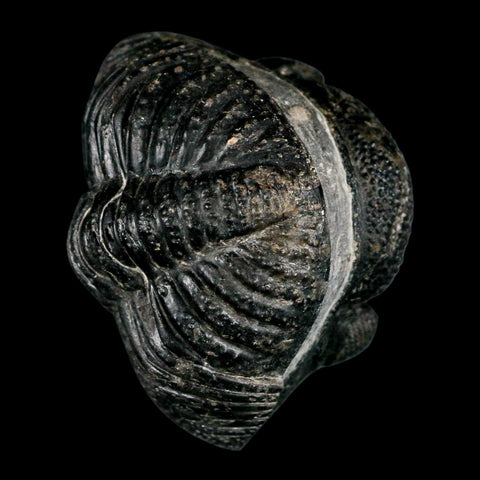 4.1" Huge Rolled Drotops Trilobite Fossil Devonian Age Morocco Arthropod COA - Fossil Age Minerals