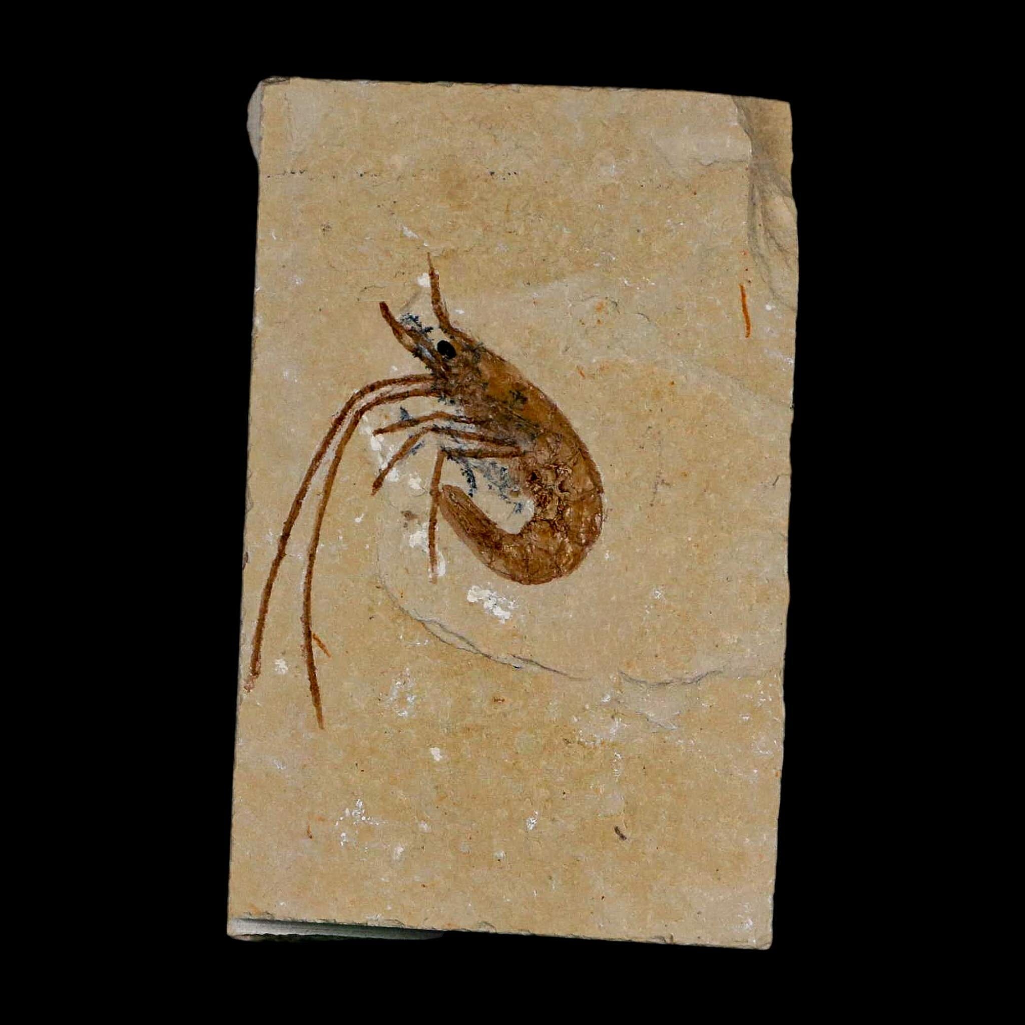1.5" Fossil Shrimp Carpopenaeus Cretaceous Age 100 Mil Yrs Old Lebanon COA - Fossil Age Minerals