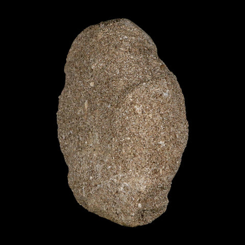 1.2" Mosasaur Prognathodon Fossil Tooth In Matrix Cretaceous Dinosaur Era COA - Fossil Age Minerals