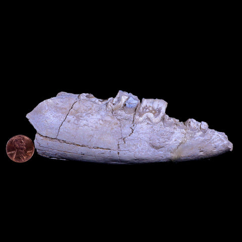 5.4" Running Rhino Hyracodon Nebrascensis Fossil Jaw Teeth SD Badlands COA - Fossil Age Minerals