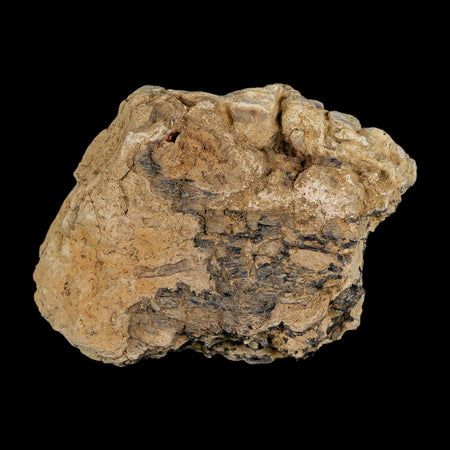 2.7" Tyrannosaurus Rex Fossil Bone Dinosaur Lance Creek Formation Wyoming COA