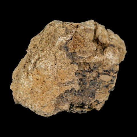 2.7" Tyrannosaurus Rex Fossil Bone Dinosaur Lance Creek Formation Wyoming COA