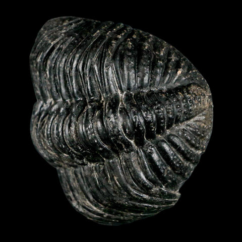 4.1" Huge Rolled Drotops Trilobite Fossil Devonian Age Morocco Arthropod COA - Fossil Age Minerals