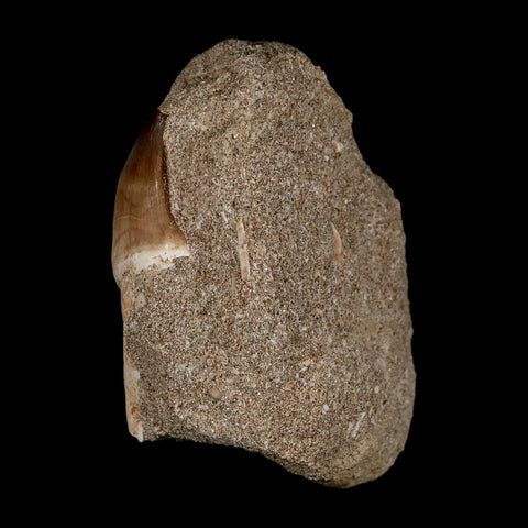 1.2" Mosasaur Prognathodon Fossil Tooth In Matrix Cretaceous Dinosaur Era COA - Fossil Age Minerals